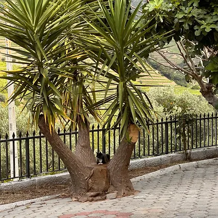 Casa Da Amendoeira Covelinhas Peso da Régua
