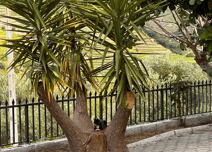 Casa Da Amendoeira Covelinhas Peso da Régua